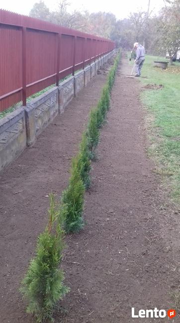 Tuje Shmaragd ,Krzewy Ozdobne