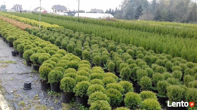 Tuje Shmaragd ,Krzewy Ozdobne