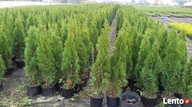 Tuje Shmaragd ,Krzewy Ozdobne