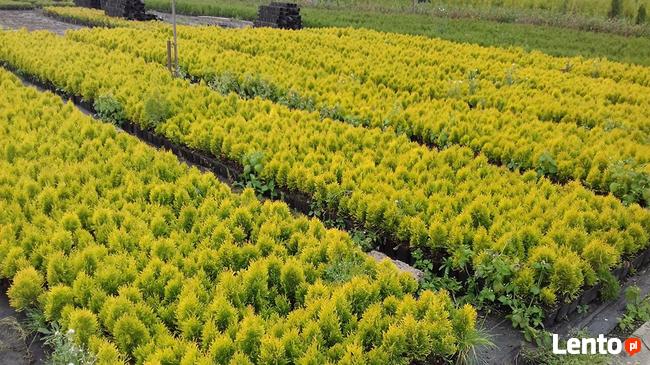 Tuje Shmaragd ,Krzewy Ozdobne