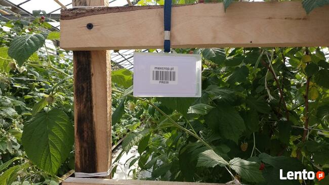 *Max Crop-program do zbiorów borówki, truskawki, maliny*