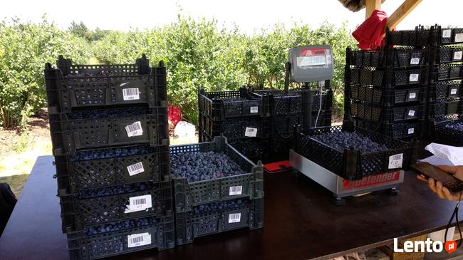 *Max Crop-program do zbiorów borówki, truskawki, maliny*