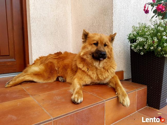 EURASIER urodziły się 3 dziewczyny i 3 chłopców