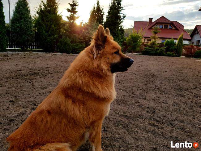 EURASIER urodziły się 3 dziewczyny i 3 chłopców