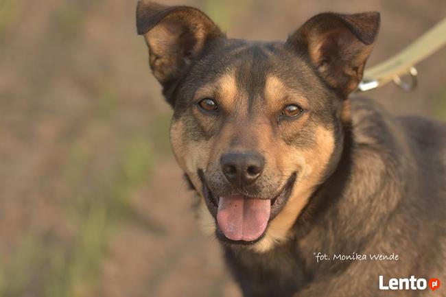 Fudżi_łagodny, serdeczny. Adopcja.