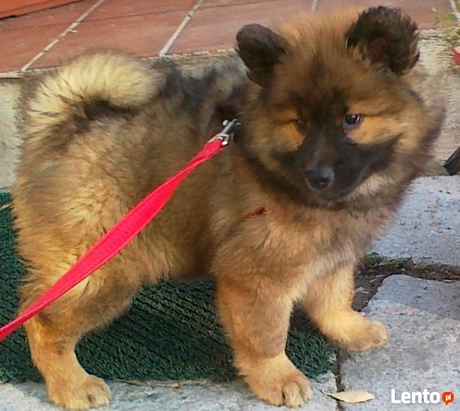 EURASIER urodziły się 3 dziewczyny i 3 chłopców