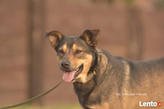 Fudżi_łagodny, serdeczny. Adopcja.