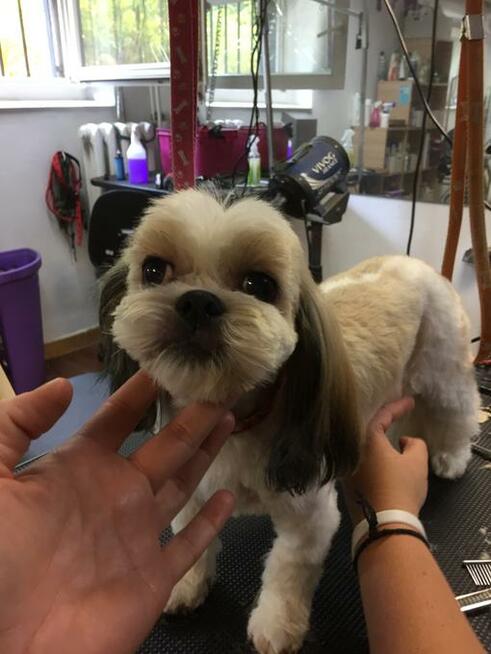 Strzyżenie psów, psi fryzjer, groomer, Psi Salonik Roxi