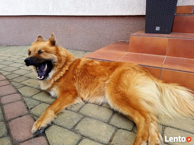 EURASIER urodziły się 3 dziewczyny i 3 chłopców