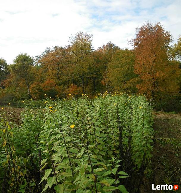 Topinambur eko może na sadzeniaki 1 kg