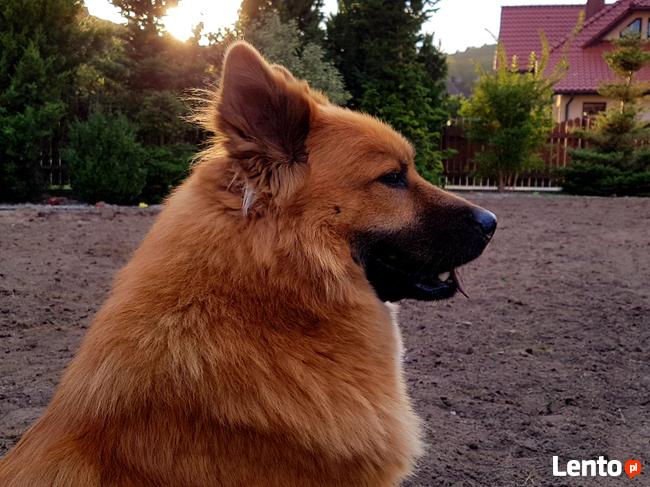 EURASIER urodziły się 3 dziewczyny i 3 chłopców