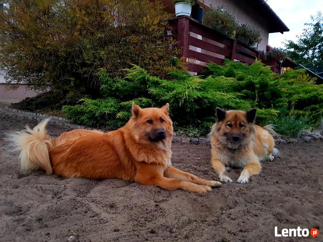 EURASIER urodziły się 3 dziewczyny i 3 chłopców