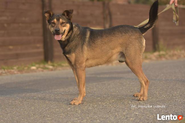 Fudżi_łagodny, serdeczny. Adopcja.