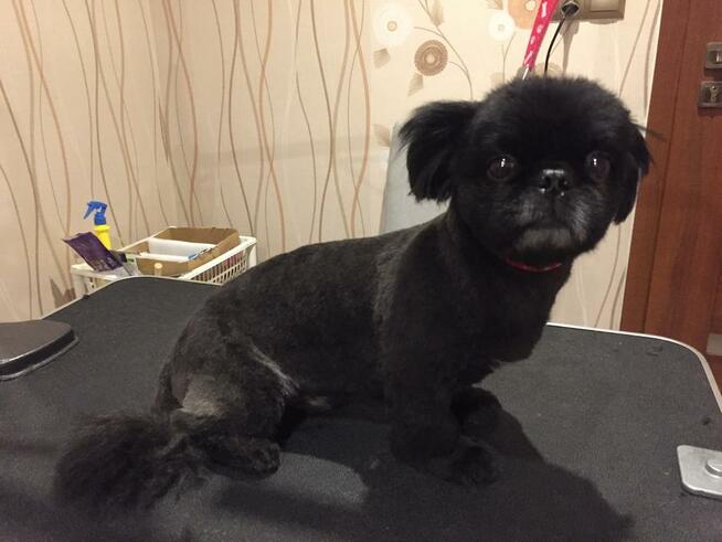 Strzyżenie psów, psi fryzjer, groomer, Psi Salonik Roxi