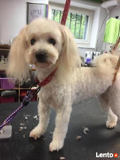 Strzyżenie psów, psi fryzjer, groomer, Psi Salonik Roxi