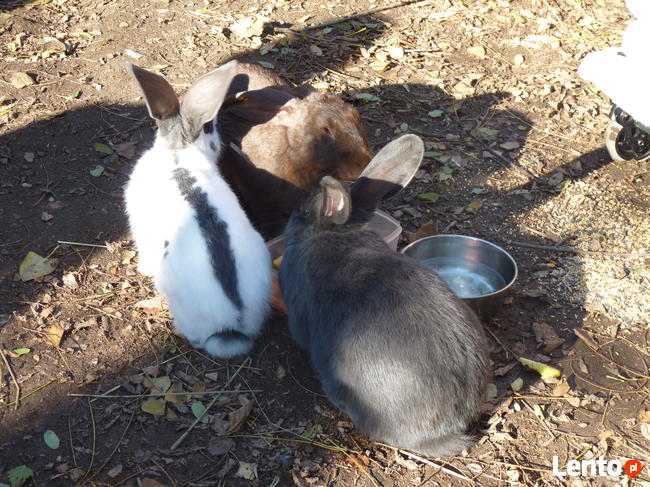 hotelik dla psów i nie tylko