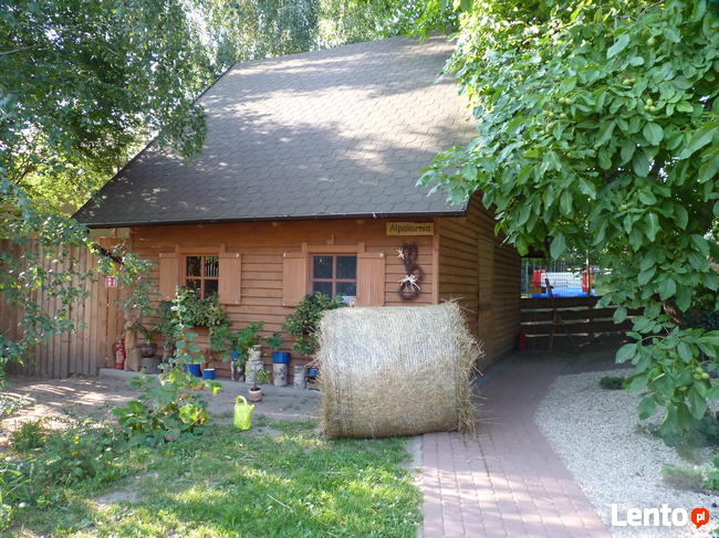 hotelik dla psów i nie tylko