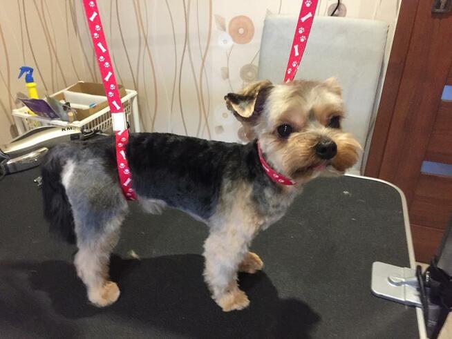 Strzyżenie psów, psi fryzjer, groomer, Psi Salonik Roxi