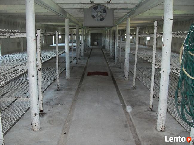 Sprzedam budynki gospodarcze, pieczarkarnia+0,5 h działka.