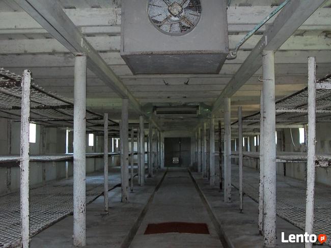 Sprzedam budynki gospodarcze, pieczarkarnia+0,5 h działka.