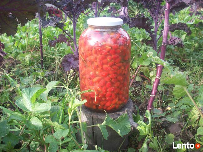 Kiszony owoc dzikiej róży