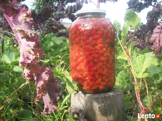 Kiszony owoc dzikiej róży