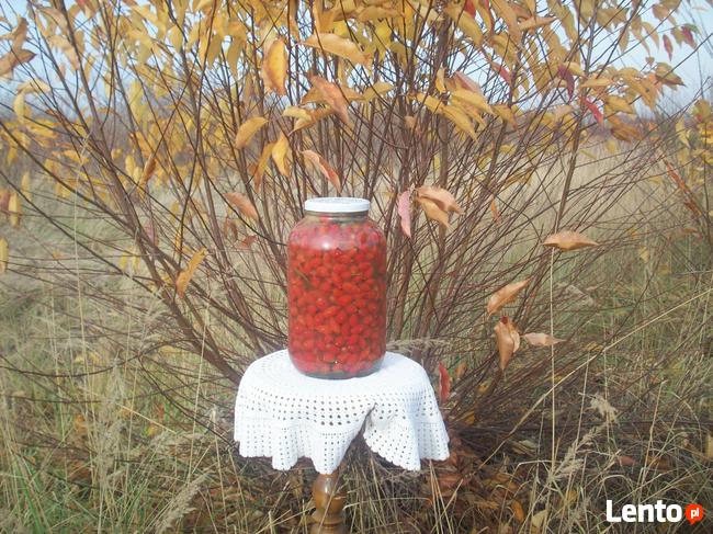 Kiszony owoc dzikiej róży