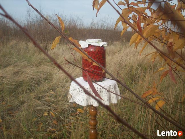 Kiszony owoc dzikiej róży