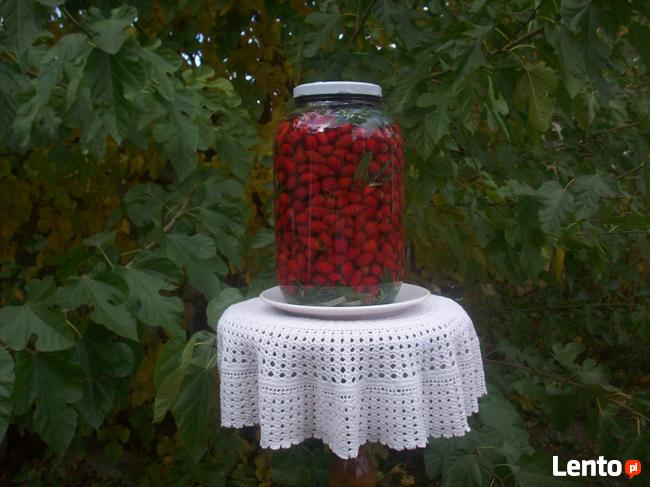 Kiszony owoc dzikiej róży