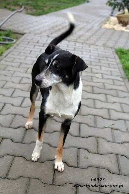 Lenox - nieśmiałek szuka domku
