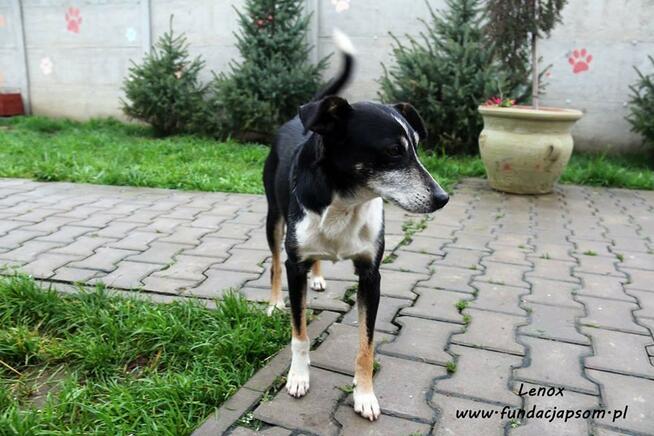 Lenox - nieśmiałek szuka domku