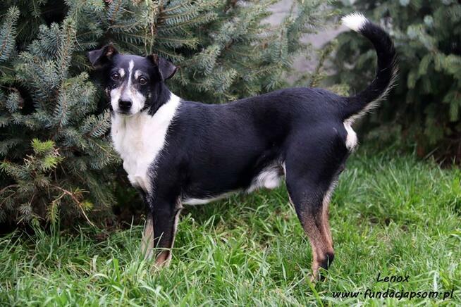 Lenox - nieśmiałek szuka domku