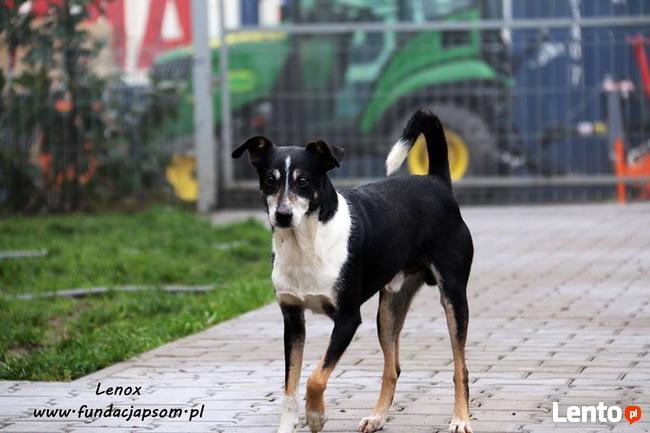 Lenox - nieśmiałek szuka domku