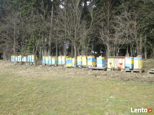 Odkłady pszczele 4 ramkowe, pszczoły, wysyłka lub dowóz