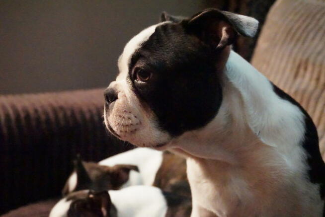 Śliczne szczeniaczki Boston Terrier