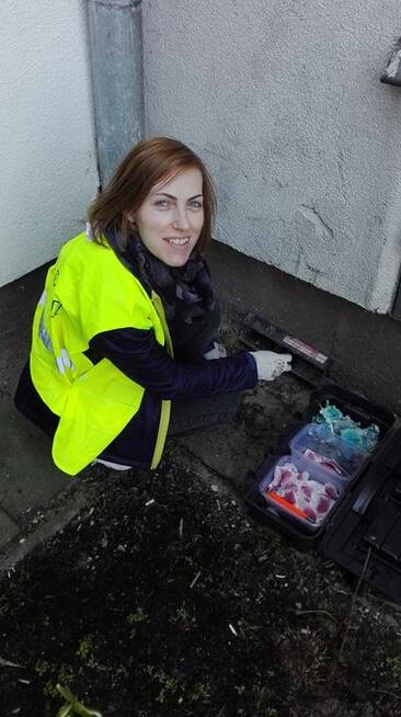 Deratyzacja - Odszczurzanie - Zwalczanie - Szczury Myszy