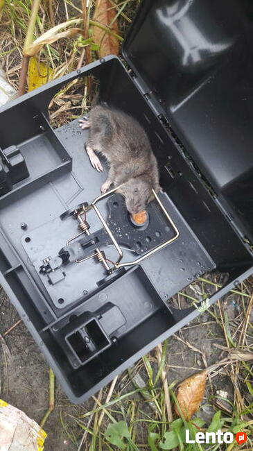 Deratyzacja - Odszczurzanie - Zwalczanie - Szczury Myszy