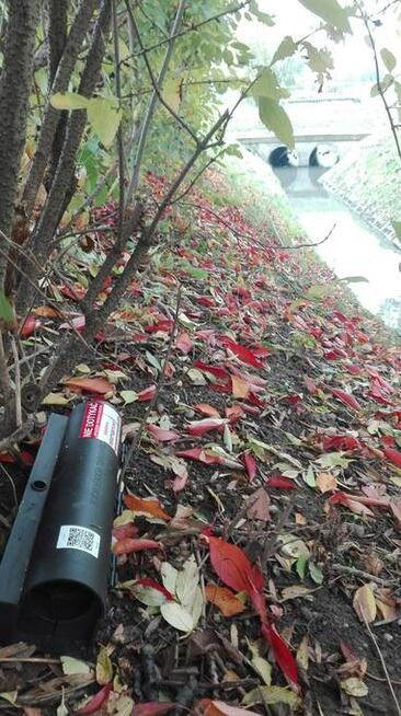 Deratyzacja - Odszczurzanie - Zwalczanie - Szczury Myszy