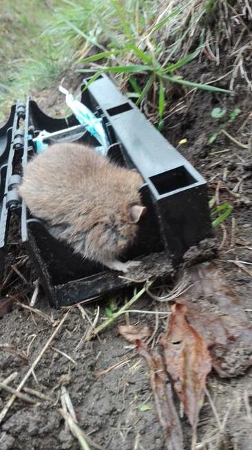 Deratyzacja - Odszczurzanie - Zwalczanie - Szczury Myszy