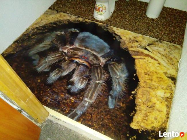 żywica 3d podłoga 3d żywica epoksydowa