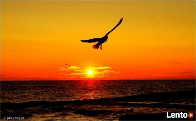 POZNAM PANIOM 18-35lat.