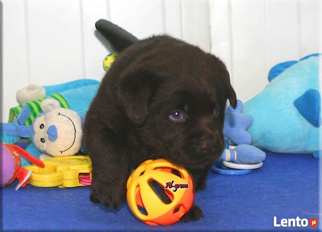 |Labrador Retriever czekoladowa suczka rod FCI