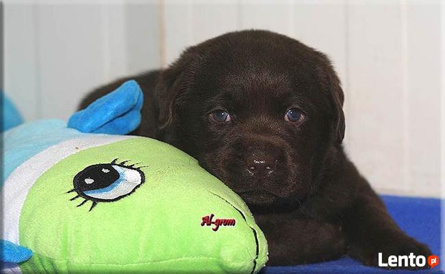 |Labrador Retriever czekoladowa suczka rod FCI