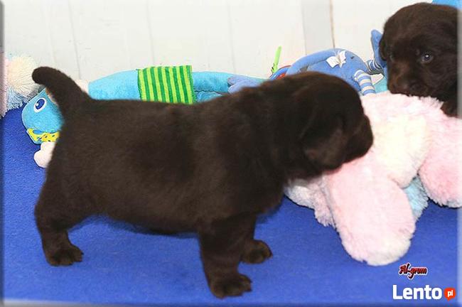|Labrador Retriever czekoladowa suczka rod FCI