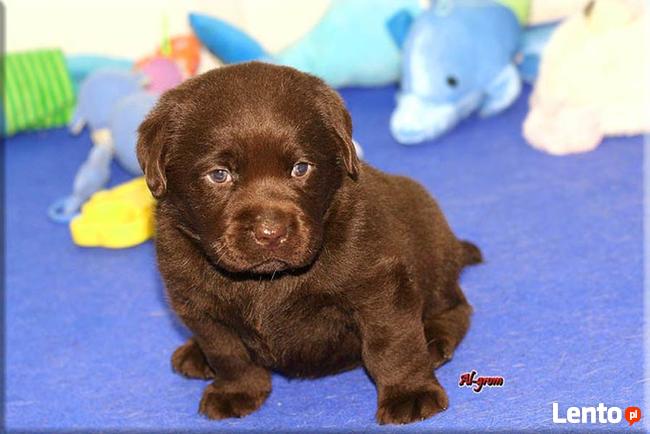 |Labrador Retriever czekoladowa suczka rod FCI