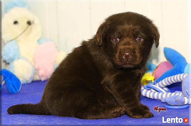 |Labrador Retriever czekoladowa suczka rod FCI