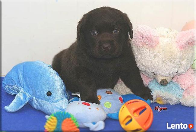 |Labrador Retriever czekoladowa suczka rod FCI