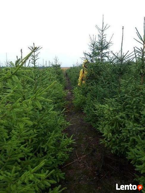 Choinki cięte na sprzedaż z własnej plantacji. Świerk .