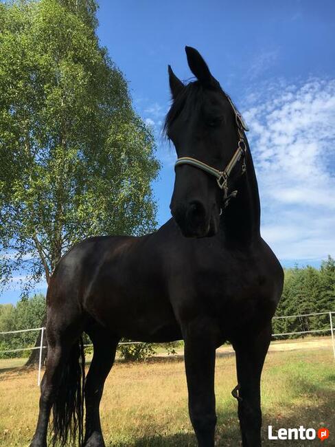 Stajnia wolnowybiegowa dla koni emerytów 55 km od wawy