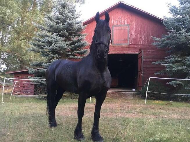 Stajnia wolnowybiegowa dla koni emerytów 55 km od wawy